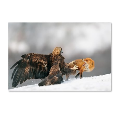 Yves Adams 'Golden Eagle And Red Fox' Canvas Art,16x24